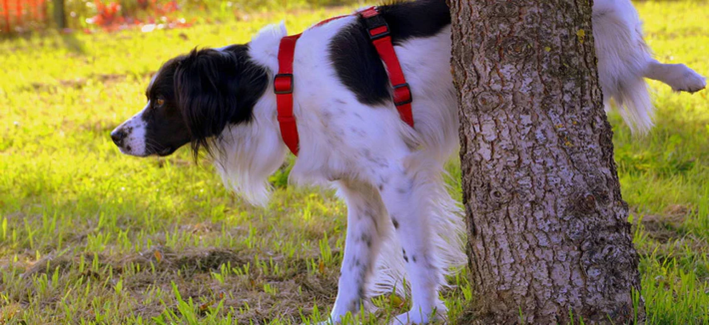 Inkontinenz beim Hund 7 Ursachen für die Blasenschwäche